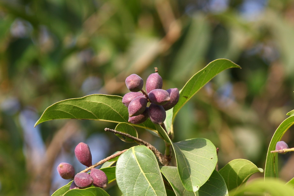 Terminalia chebula