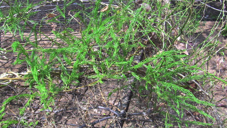 Asparagus racemosa (Shatavari)_2