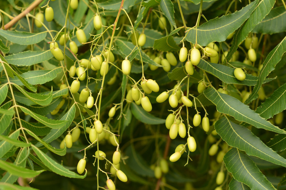 Azadirachta_indica