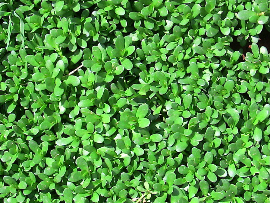 Bacopa monnieri