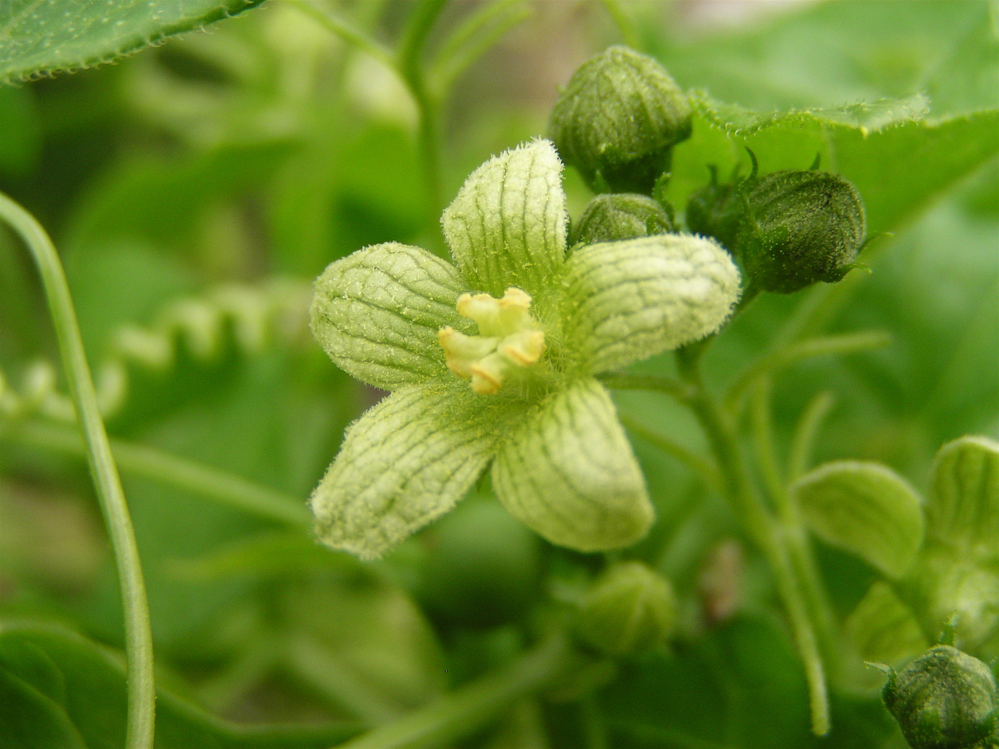 White Bryony