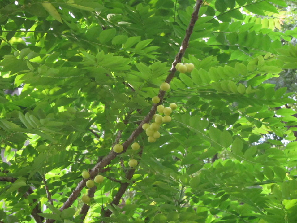 Emblica_officinalis_fruits