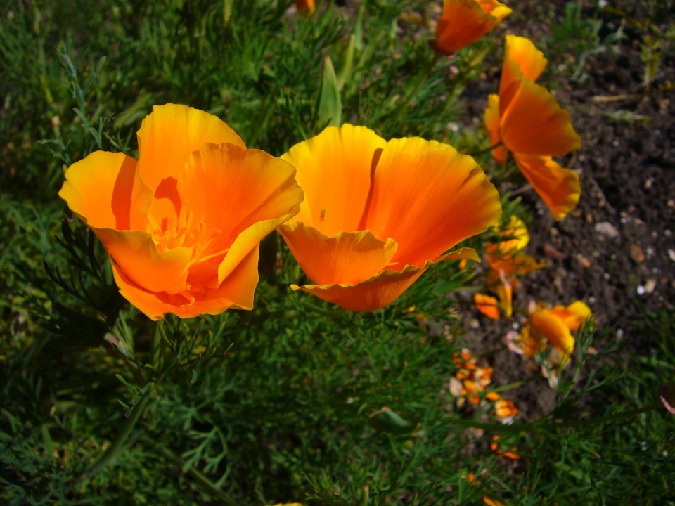 Eschscholzia_californica