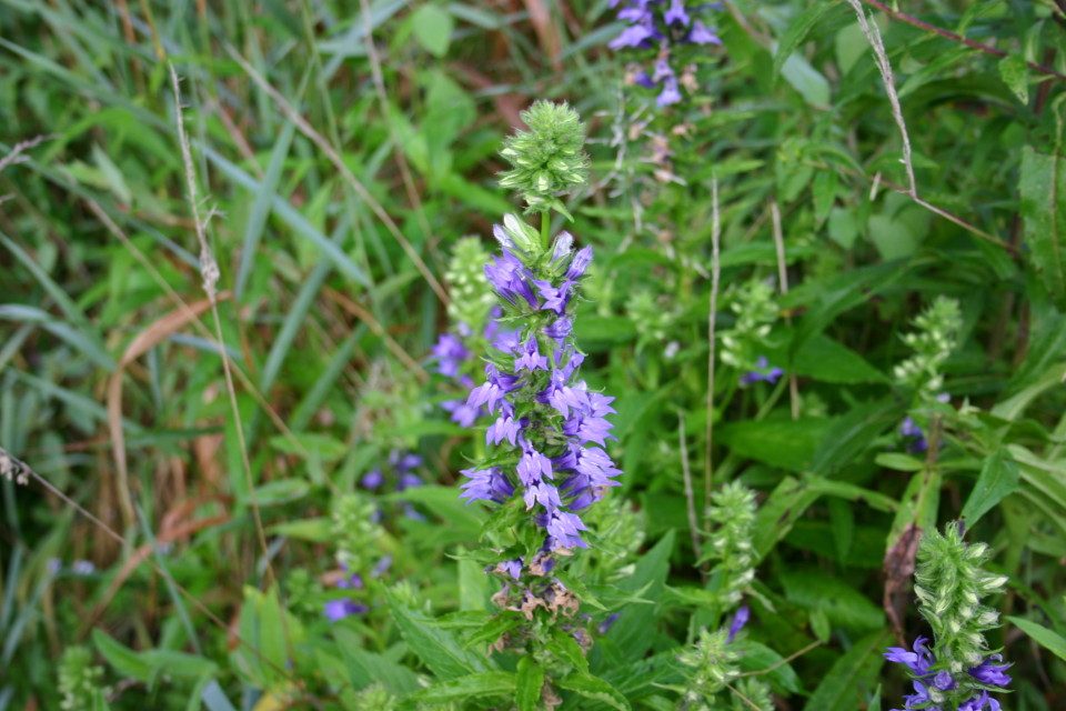 Lobelia_siphilitica_001