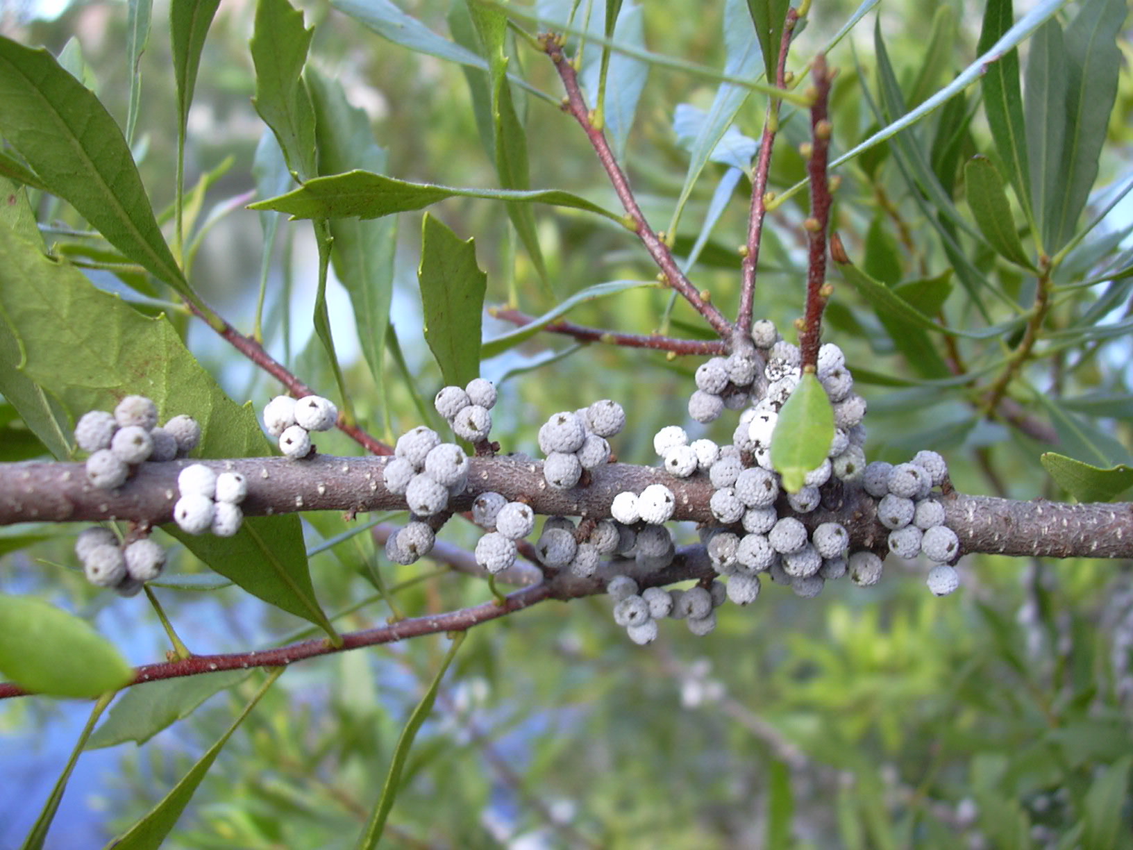 Bayberry