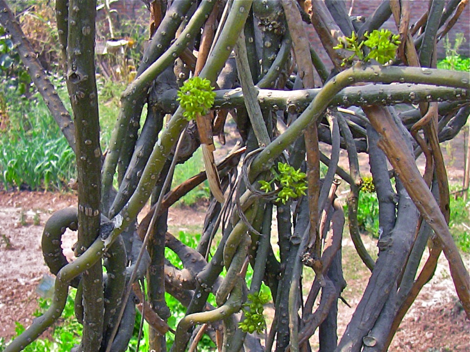 Tinospora cordifolia (Guduchi)