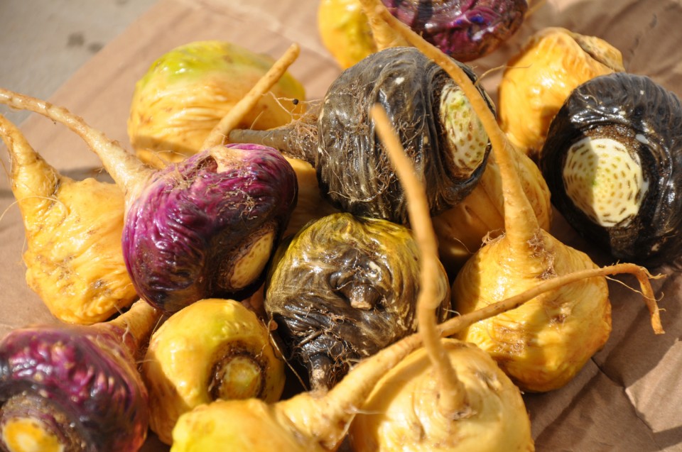 Side Effects Of Maca