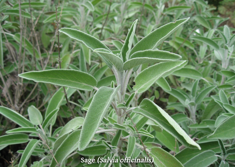 Salvia_officinalis