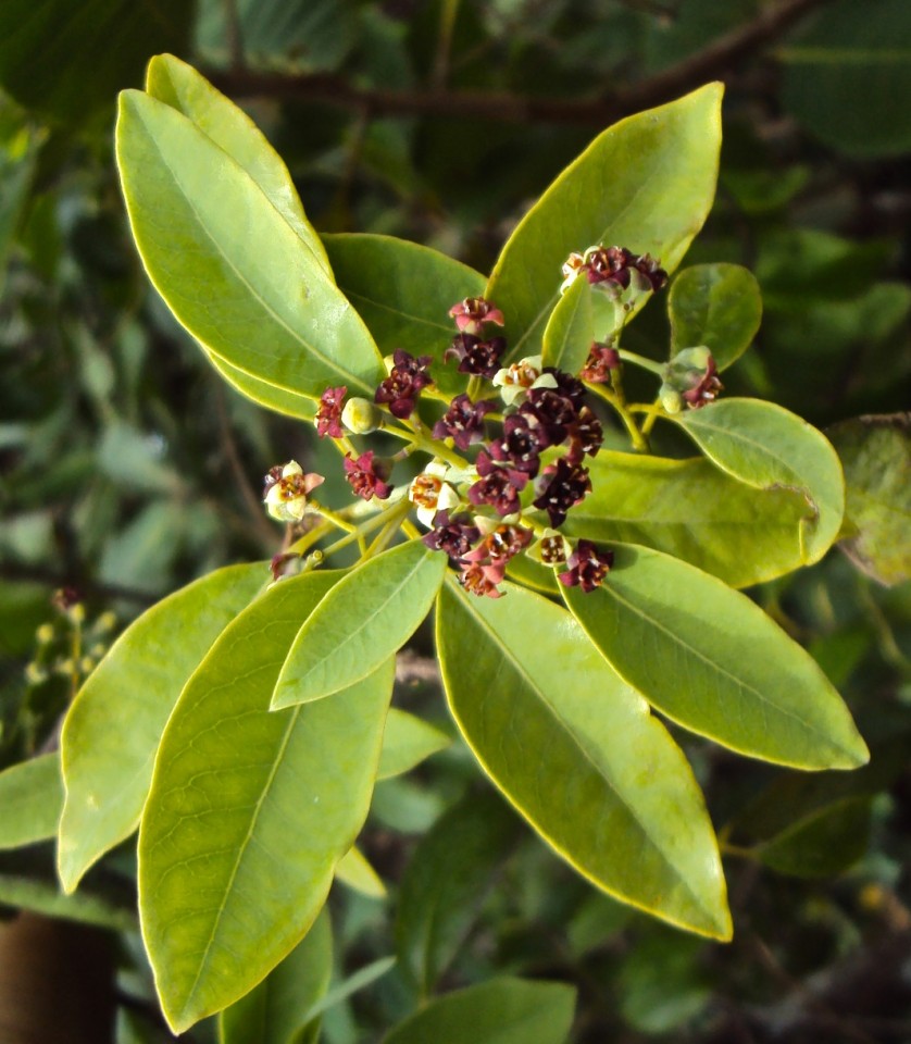 Santalum_album_leaves_and_flowers_04