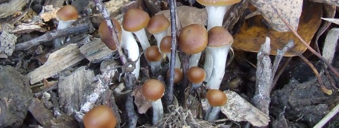 Love, death, and magic mushrooms