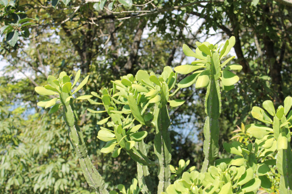 Euphorbia_royleana