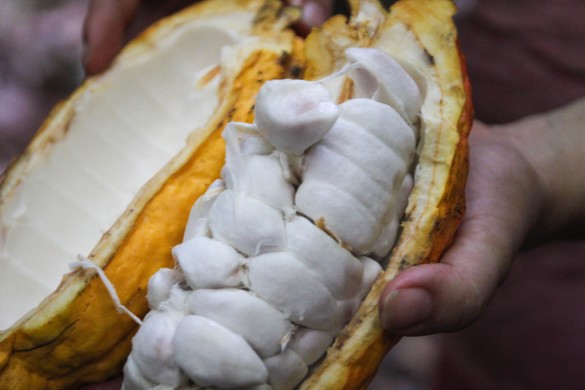 raw cacao