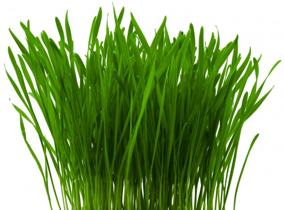 wheatgrass