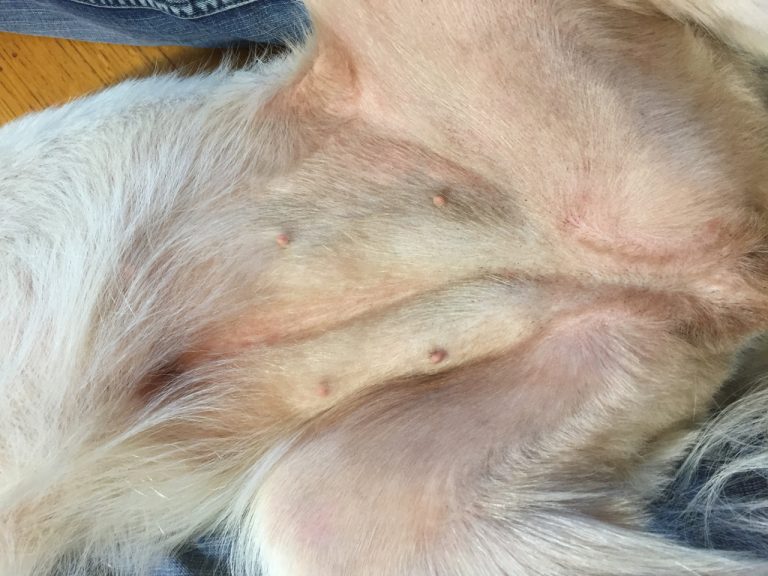 Treatment of sarcoptic mange